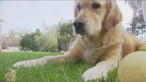 San Diego dog poisoned in backyard, Humane Society investigating