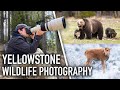 Photographing a grizzly bear with cubs  gray wolves  yellowstone spring wildlife photography