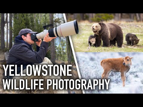 Photographing a Grizzly Bear with Cubs & Gray Wolves!! - Yellowstone Spring Wildlife Photography