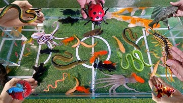 Tổng hợp các video cá cảnh đẹp, bạch tuộc, rắn, bọ rùa, cá lia thia, cá koi, cá rồng