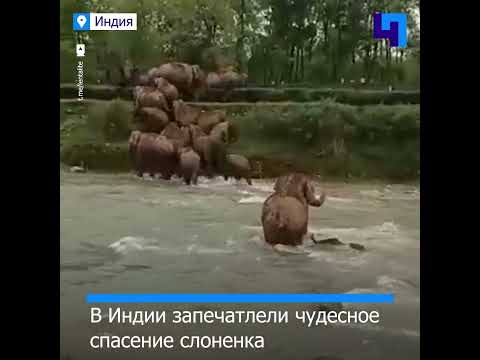 В Индии отважная слониха спасла своего детеныша