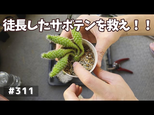 Vlog 311 徒長させまくりおじさんによるサボテン胴切りとサンスベリア植え替え Youtube