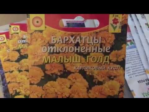 Однолетние цветы в