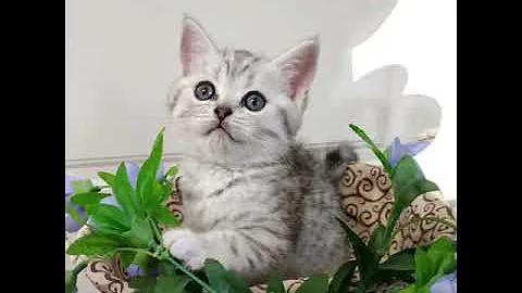 Video 2050811: british shorthair silver tabby, british shorthair longhair