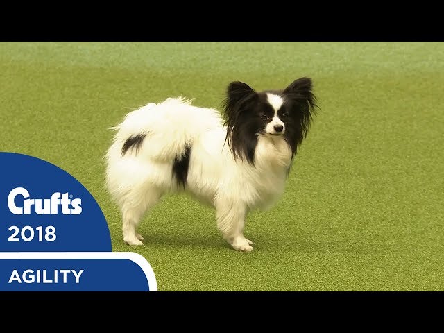 DIAMOND☆DOGS Cruising Show SWAN sddefault.jpg