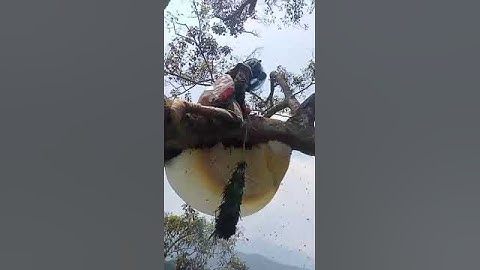 Cận cảnh lấy mật ong rừng trên cây cao hơn 40m - ace nào cần mật ong rừng lh qua sdt 0334812937