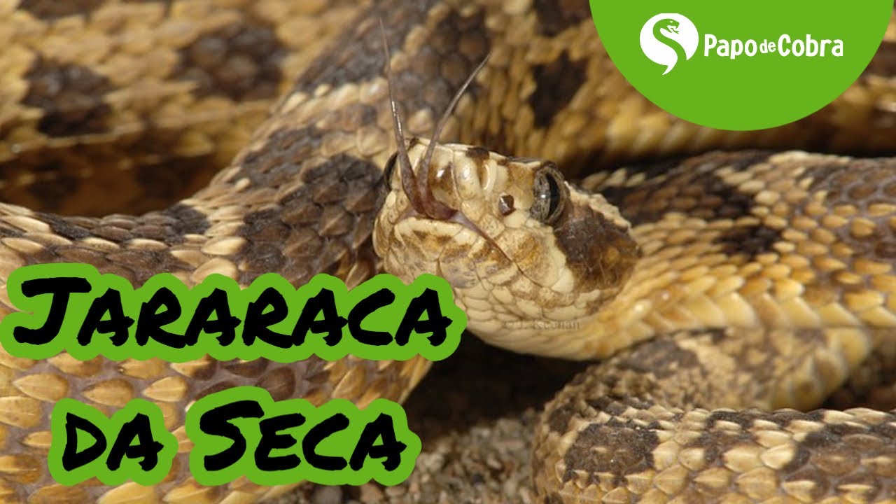 Jabiraca cobra