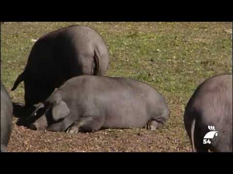 Firman un manifiesto en defensa del cerdo ibérico en extensivo comarca de porto alegre