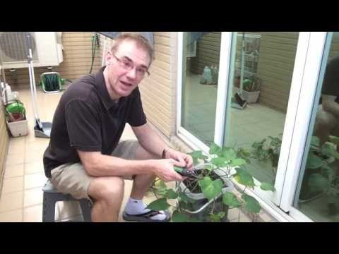 Vídeo: Plantes de moniato en test: com cultivar moniatos en un contenidor