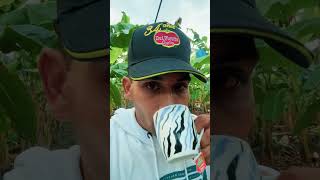 EL GOBIERNO NO AYUDA LOS PEQUEÑOS PRODUCTORES😔🍌#campo #banana #shortvideo #agriculture