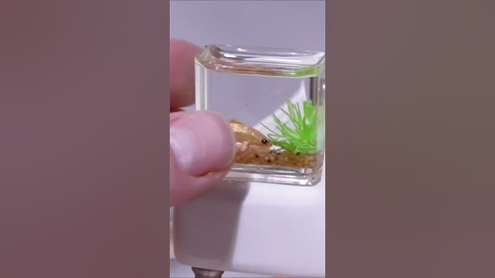 Tiny House with Real Fish 🐠