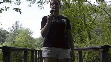Beginner to Advanced Kendama Pro Tricks