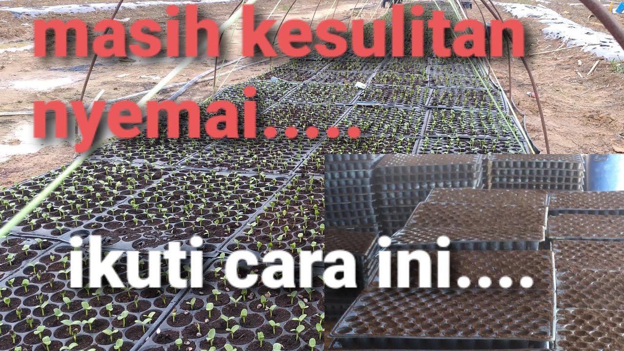 CARA PALING MUDAH NYEMAI BENIH SEMANGKA