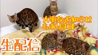【生配信4/1】実家から生配信&飼い主についてお知らせがあります