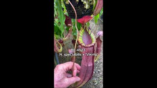 Spotlight on N. spectabilis x 'Viking' | BE4523