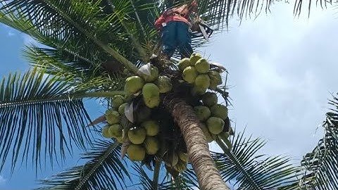 Cưa cây dừa vị trí khó , Siêu trái .Cưa cây kỹ thuật cao