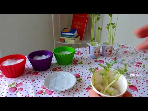 Video: Süt Karton Bitki Bahçesi – Kağıt Karton Bitki Kapları Nasıl Yapılır