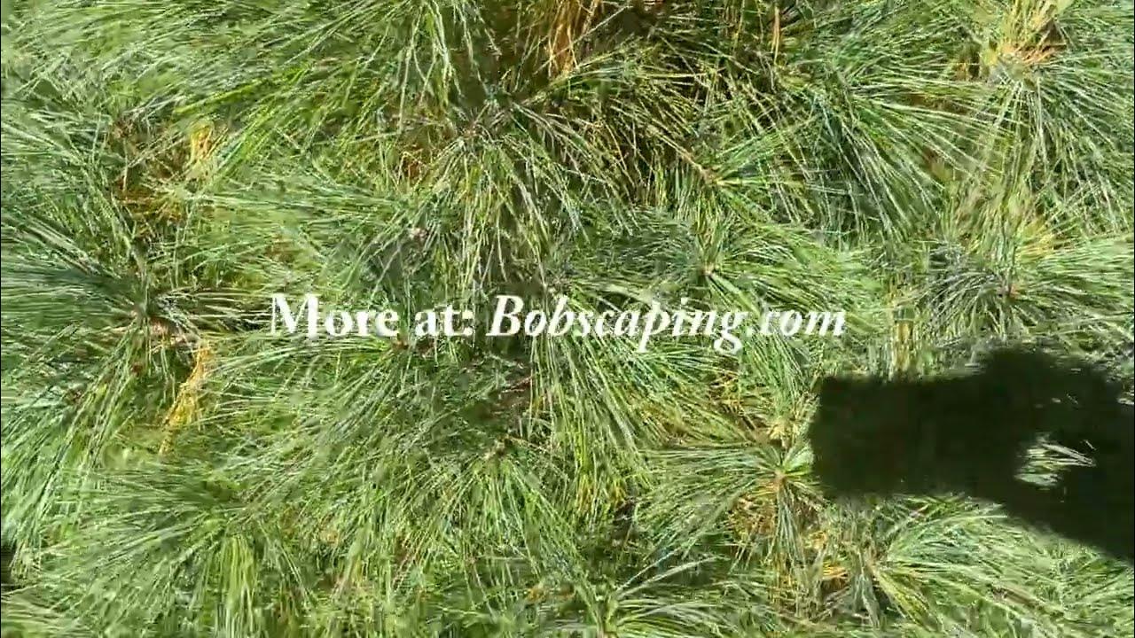 is my Pine tree dying? why are needles turning brown? YouTube
