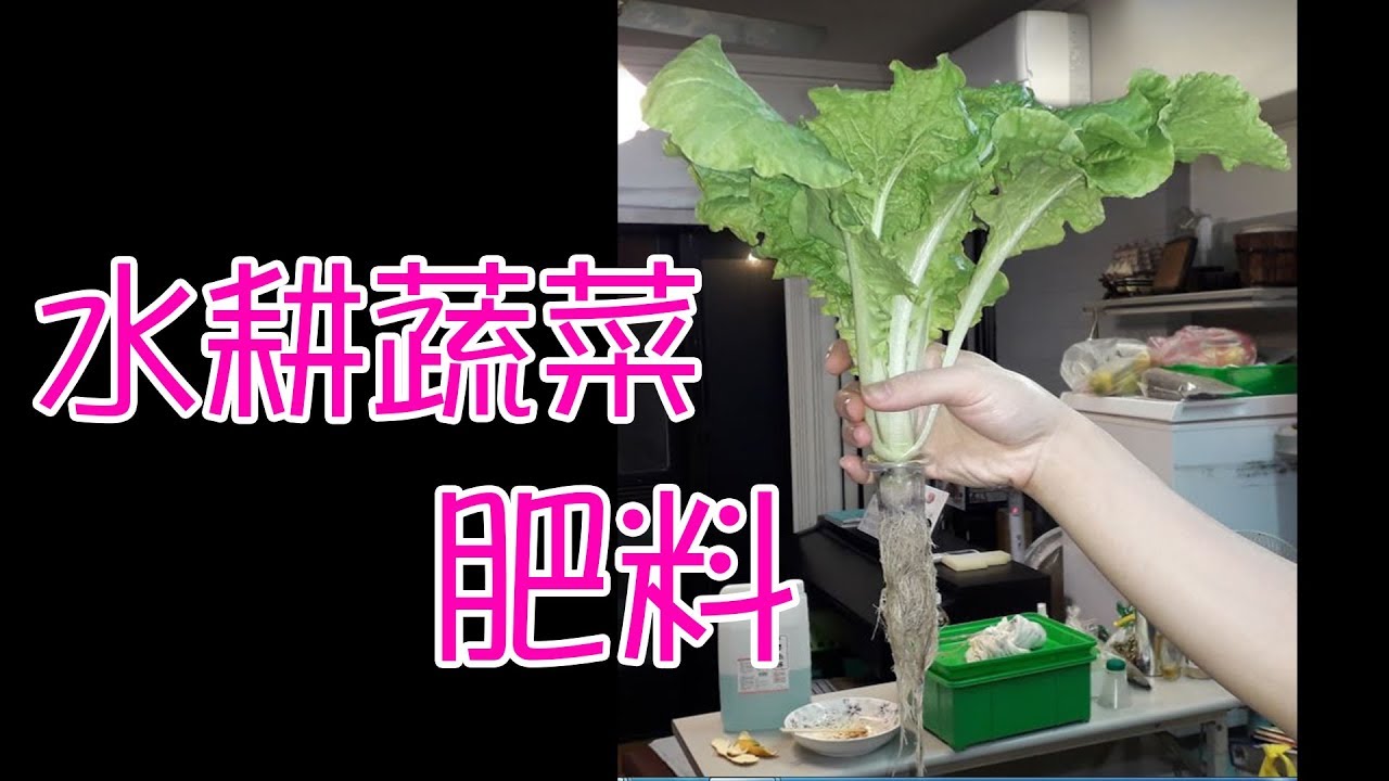 水耕栽培 水培 蔬菜肥料營養液種出胖胖的蔬菜hydroponic Vegetable Fertilizer Nutrition Liquid Grow Fat Vegetables Youtube