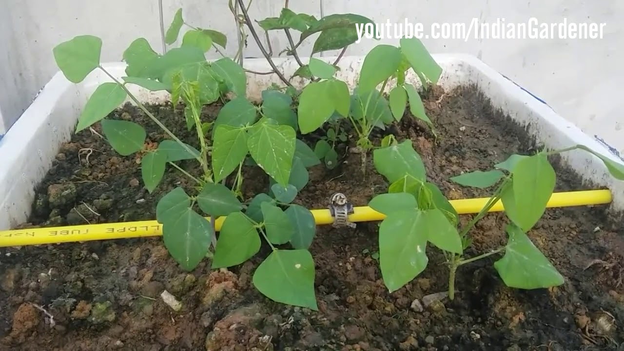 छत पर Thermocol Boxes में उगायें सब्जियां Grow Vegetables In