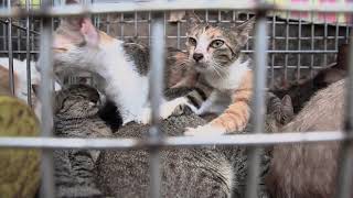 Vietnam’s Cruel Cat Meat Trade | FOUR PAWS | www.four-paws.org