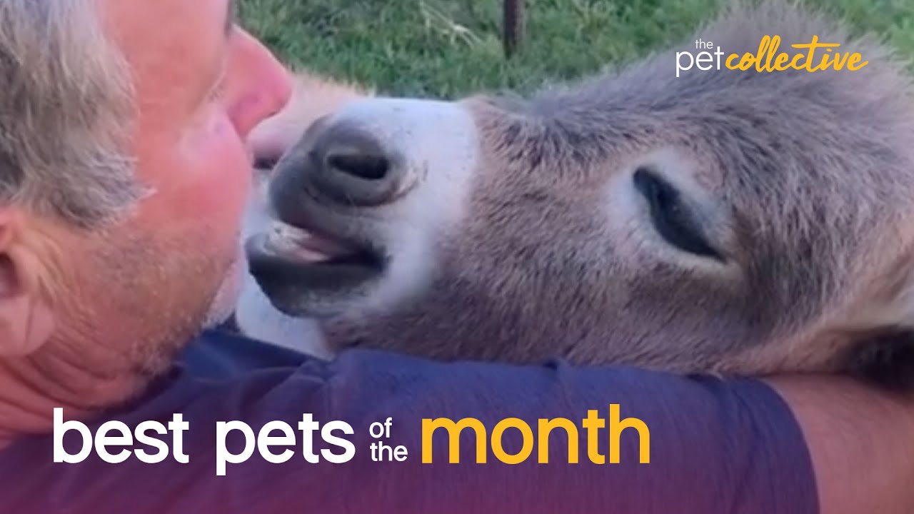 ⁣Best Pets of the Month (August 2020) | The Pet Collective