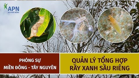 APN - QUẢN LÝ RẦY XANH KHÁNG THUỐC - SẦU RIÊNG MIỀN ĐÔNG - TÂY NGUYÊN