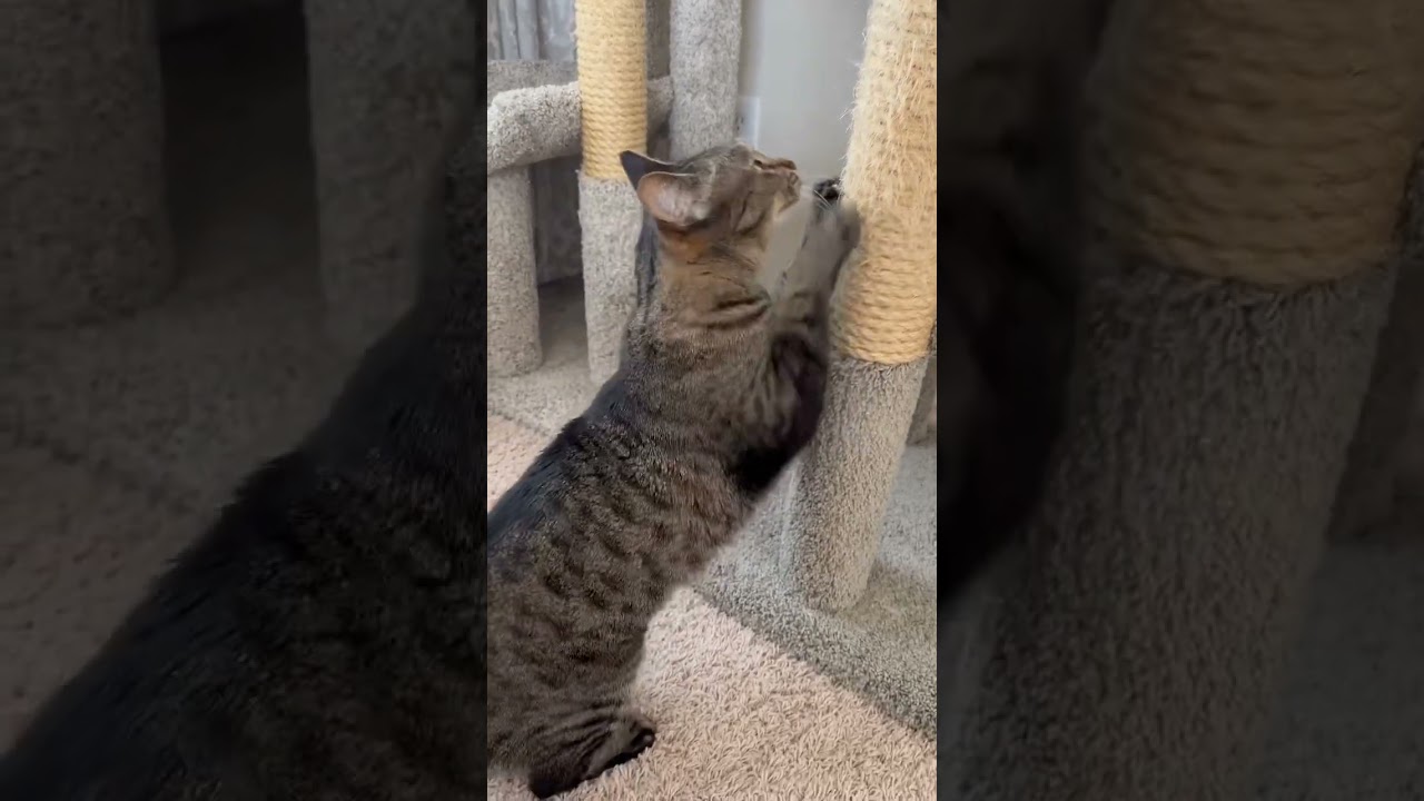 MY FUNNY ENERGETIC MANX CAT 😂