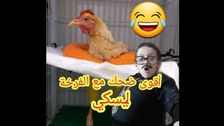 أقوى ضحك مع الفرخة ليسكي | القاسم ربيع