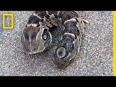 A Stubby Two Headed Snake Guess Again  National Geographic