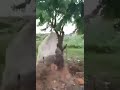 Donkey Horse Mating Donkey Horse Mating