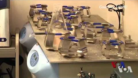 科學家使用動物基質塑造人體組織 - 天天要聞