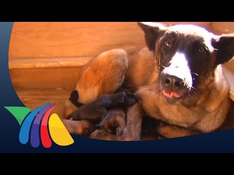 Preparados desde cachorros para servir a la Patria | Noticias hqdefault