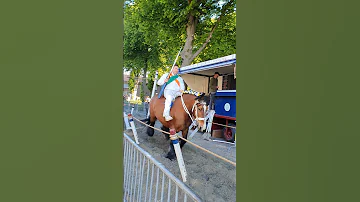 ?? Ringrijden Grijpskerke ????  Nederland @TravelwithHugoF  #ringrijden #horses #grijpskerke