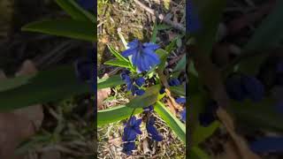 Download Lagu Flowers coming out the sign of spring! How is your spring at your place? MP3 Download Lagu Flowers coming out the sign of spring! How is your spring at your place? MP3
