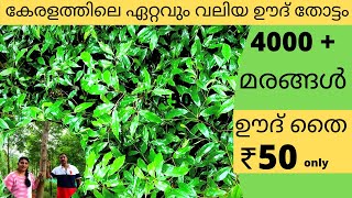 Largest Agarwood plantation in Kerala/Rincy