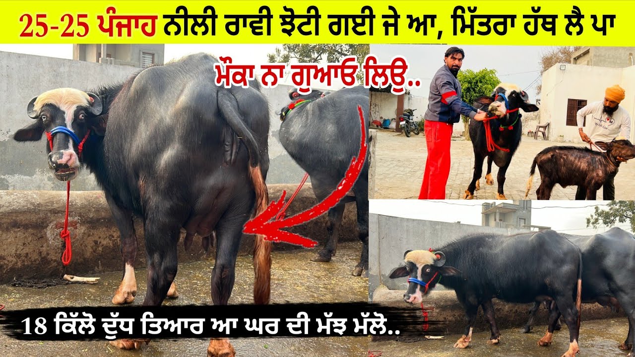 ਇੰਦਰਜੀਤ ਕੋਲ 5 ਪਸ਼ੂ ਵਿਕਾਊ 3 ਵਹਿੜਾ 2 ਮੱਝਾ ਵਿਕਾਊ ਮੁੱਲ ਬਿਲਕੁਲ ਜ਼ਾਇਜ ਪਿੰਡ ਘਰਿਆਲਾ ਤਰਨਤਾਰਨ 