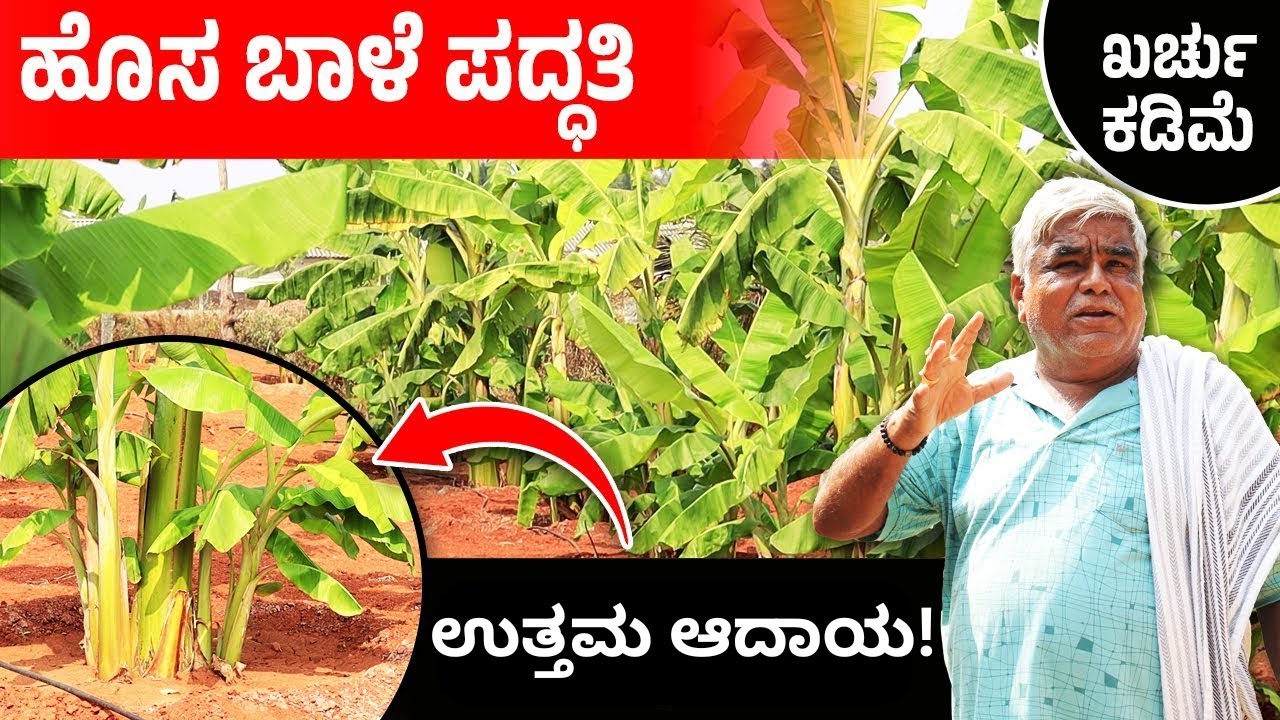 ಗುಂಪು ಬಾಳೆ ಪದ್ದತಿಯಲ್ಲಿ ಬಾಳೆಯನ್ನು ಬೆಳೆಯುವ ವಿಧಾನ | Group Banana Cultivation Techniques In Kannada