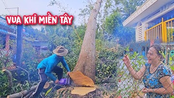 Vua Khỉ cưa hạ gốc cây Sao mà cô chủ nhà kế bên nói Hồi Hộp muốn Ch.ết (2/2).