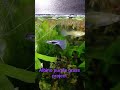 albino purple grass crossbreeding project. share me some info pls? #guppybreeding #guppy #guppyfish