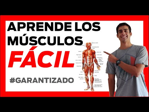 Video: Cómo Desarrollar Todos Los Músculos Del Cuerpo