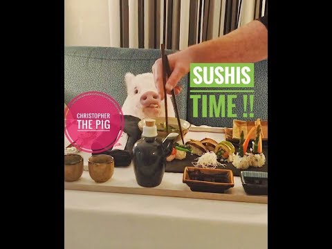 Christopher the pig is EATING SUSHIS WITH STICKS