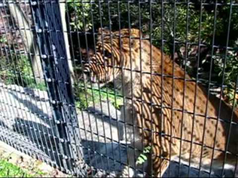 Big Cats at the Zoo