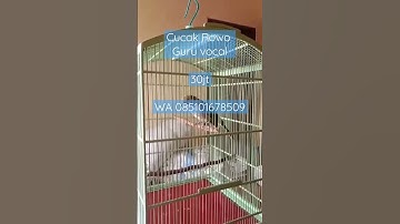 Thumbnail of Cucak Rowo Gacoran lagu bagus dan Rapat 30jt WA 085101678509