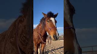 Curly Mustang Chester Edit