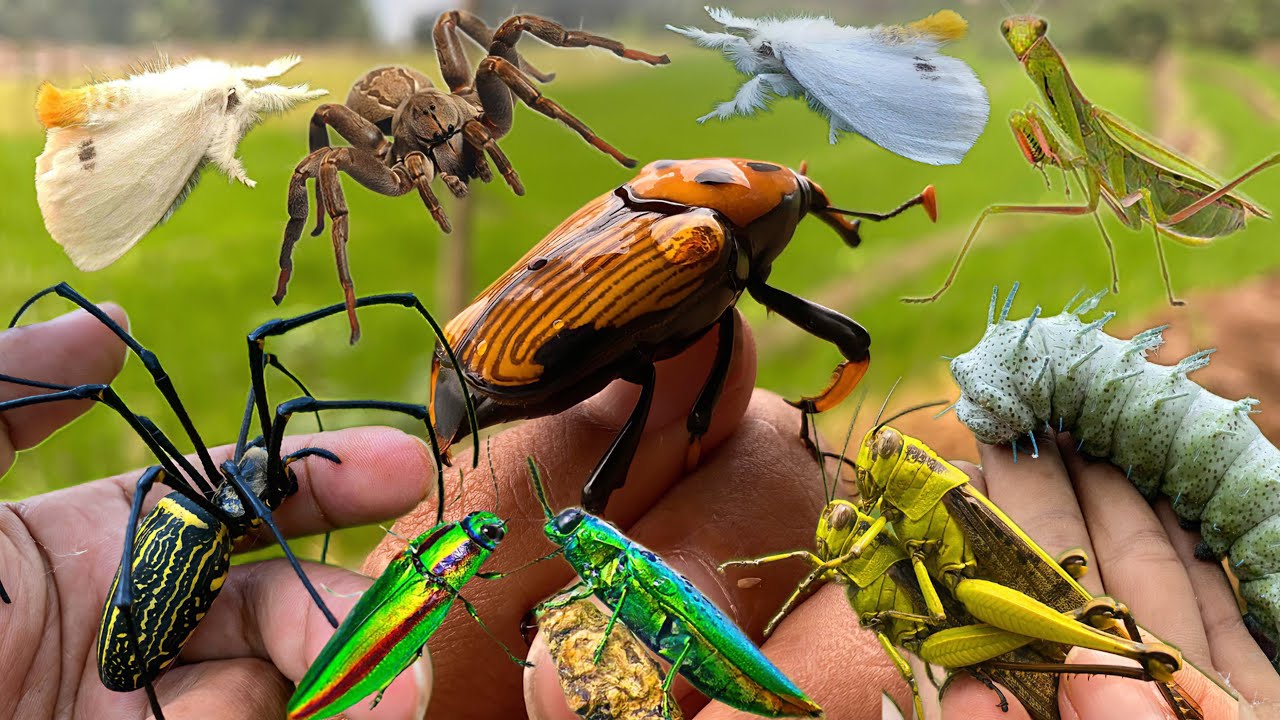 Insect Adventures: Explore a Small, Amazing World - YouTube