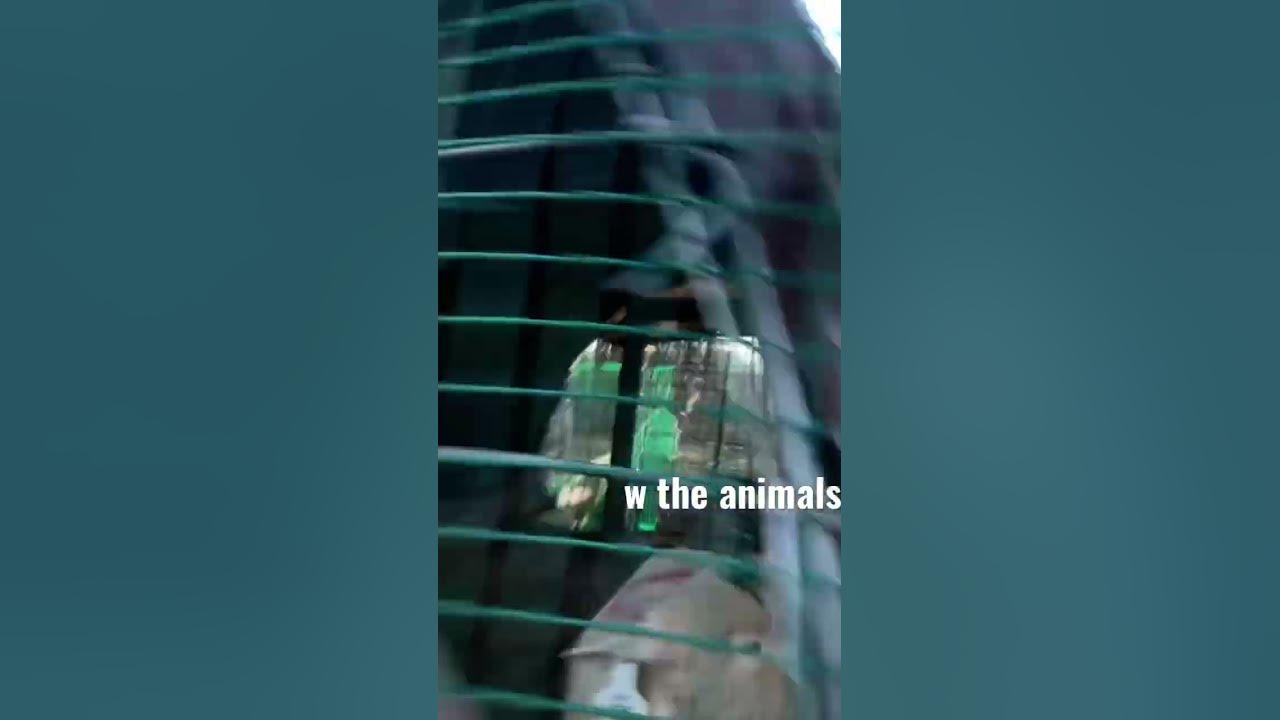 say hiii #ytshorts #fyp #livestock 