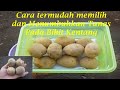 cara memilih dan menumbuhkan tunas pada bibit kentang yang di dapat dari pasar