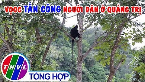 Voọc tấn công người dân ở Quảng Trị