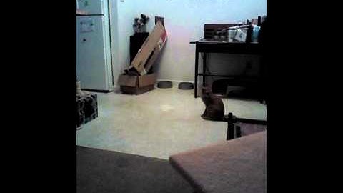 My cat plays fetch better than your dog